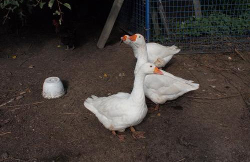 Apisoltysowka - Foto 9