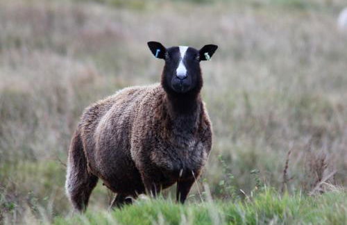 Ceannard Cottage - Foto 26