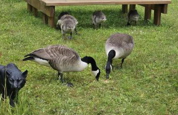 Captivating 1-bed Cabin in Newmarket - Foto 42