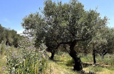Maison Théia, entre mer et montagne Samonas - Foto 31