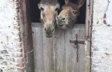 Tornaroan Cottage - Foto 43