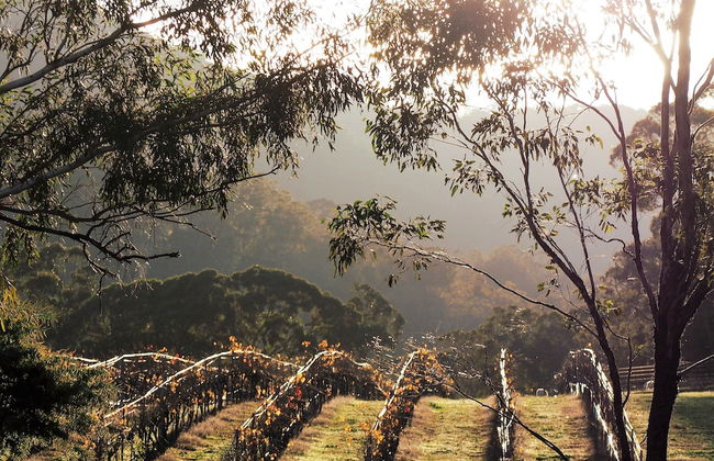 Blue House at Mountainside Wines - Foto 18