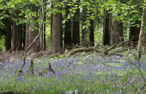 The Old School - Photo 29