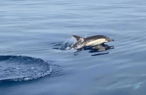 Icon Marina la Ola - Foto 33