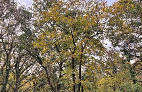 Sleeping Tree Lodge - Kaowood - Private Hot Tub - Foto 2