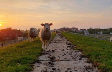 Ferienhaus Küstenkind - Top Lage - Garten eingezäunt - Photo 30