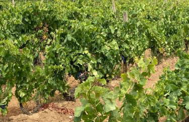 Casa Barbara Sardinia - Foto 41