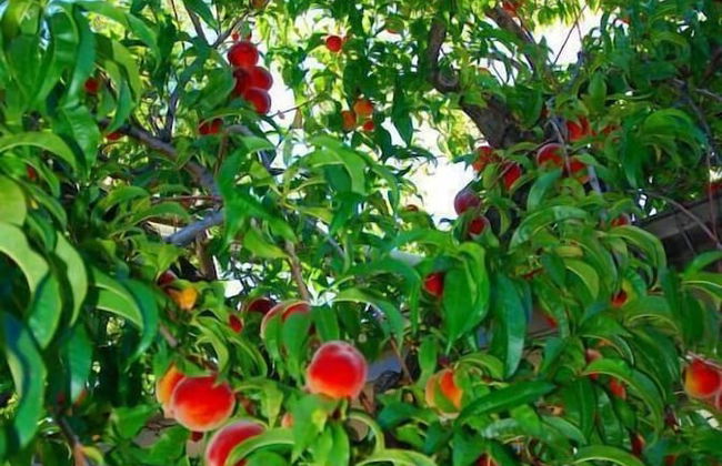 Almond Court Motel - Foto 53