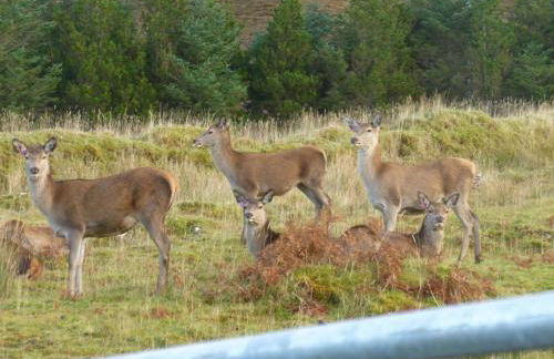 Stags View Holiday Home - Foto 21