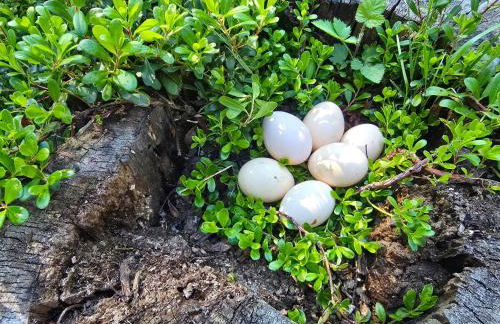 Secluded Off-Grid Retreat> Cabins+Hiking+Waterfall - Foto 37