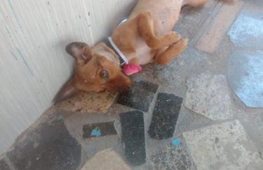 Quarto - Room Custo-Benefício Coletivo - Mixed Dorm da Maricotinha - No Air Cond - Foto 11