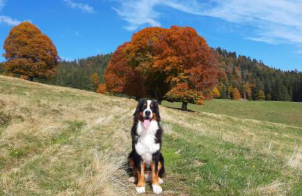 Daheim im Geissetal - Foto 6