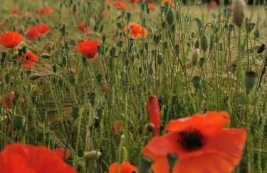 Gite les carriaux - Foto 33