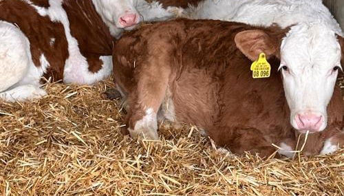 Lippschneiderhof Urlaub auf dem Bauernhof - Foto 3