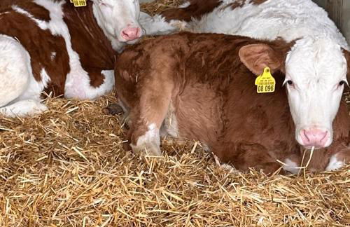 Lippschneiderhof Urlaub auf dem Bauernhof - Foto 3