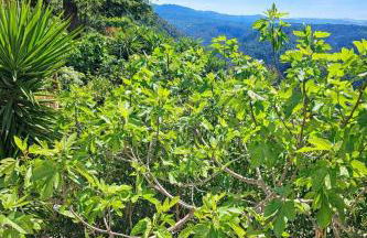 Gîte Le Figuier de Saint Ce Jardinet Terrasse Vue - Foto 3