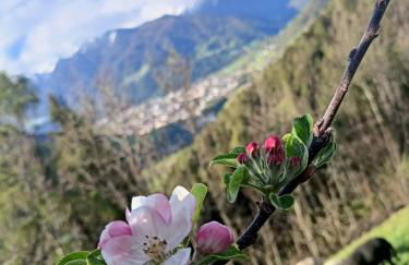 Schallerhof Sterzing - Deine Auszeit mit Ausblick in unseren Ferienwohnungen auf dem Bergbauernhof in Südtirol - Foto 28