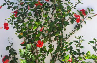 Daglas Seaside Studios - Foto 29