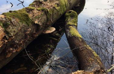 Ferienhaus Ahornallee - Foto 26