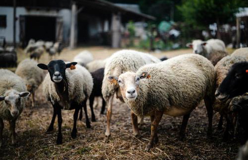 Agroturystyka Stara Huta - Foto 67