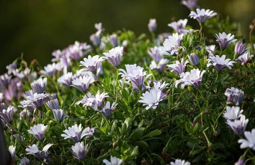 Bella Vista (Heated Pool & Private Parking) - Foto 27