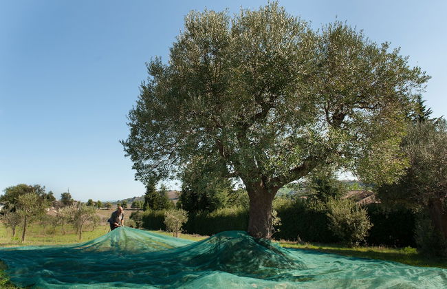 Villa Coralia - Photo 65