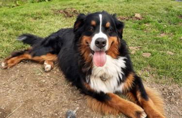 Ferienhof Ammann - Foto 2