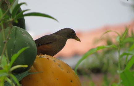 Oforasteiro - Foto 43