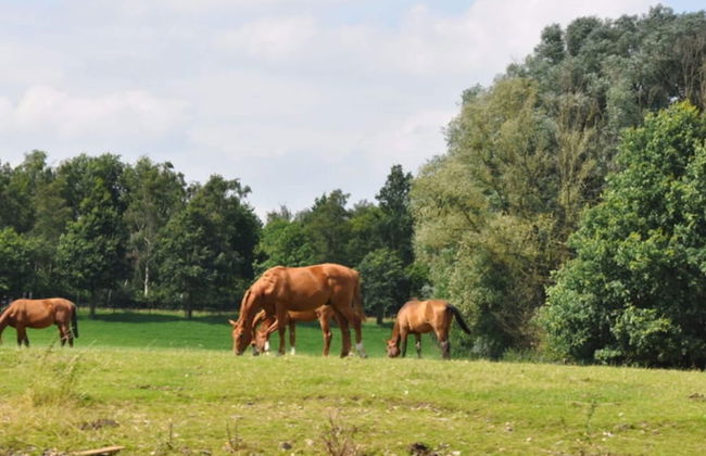 Authentic Holiday Home in Baarlo With Private Terrace - Photo 36