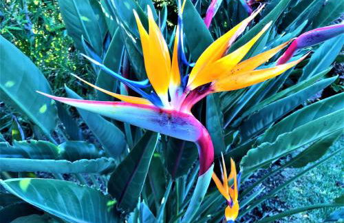 Surf Beach_Santa Barbara Secret Gardens - Photo 27