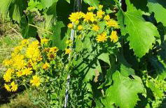 Weingut Will und Würz Lemberger - Foto 18