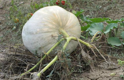 Agriturismo San Pietro - Foto 101