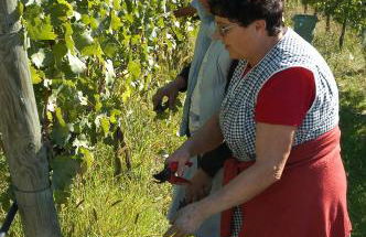 La Casa Colonica wine and oil - Foto 23