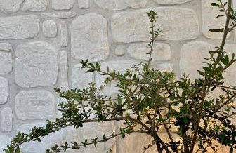 AMPELIA KYTHIRA - Foto 24