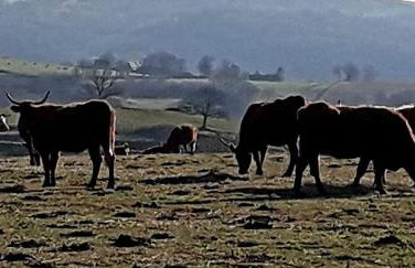 Villa 3 chambres à Saint-Cirgues-de-Malbert avec piscine - Foto 48