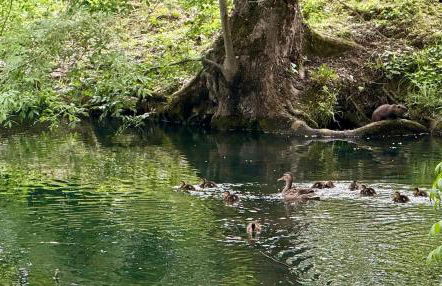 Bétia Cocoon SPA et Sérénité, proche Canal du Midi - Foto 15