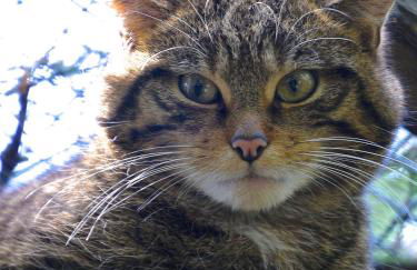 Drumguish Cottage - Foto 68