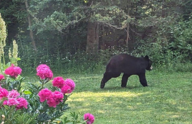 Firefly Lodge! Boardman River! Hot Tub! Woodstove! - Foto 21