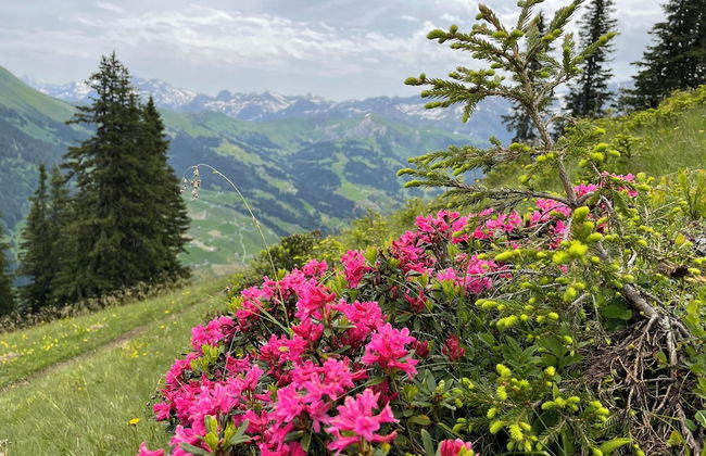 Alpenchalet Weidhaus - Foto 62