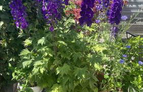 Pension Doreen Nieswand - Foto 31