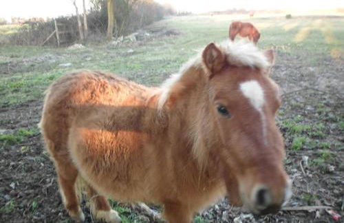 Gite familial à Carentan - Photo 56