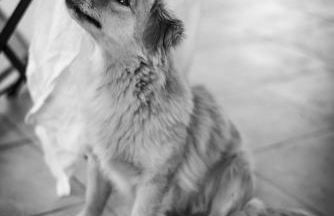 Auberge Santu Martine: Cottage with Pool (Manca) - Foto 55