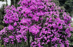 Casa na Árvore - Foto 29