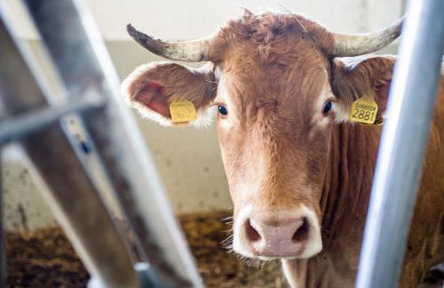 Agriturismo di Baroni Enzo - Foto 7