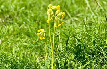 Lyndale House - Exclusive use, self catering, fpventures Stroud - Foto 32