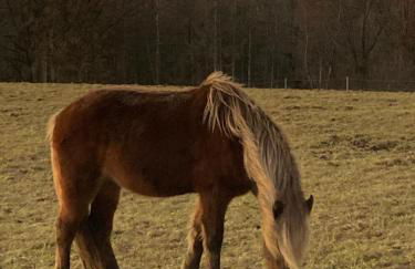 Ferienwohnung Zweinig 04 - Foto 40