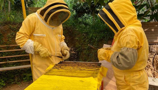 Você aprenderá como funcionam as câmaras de criação