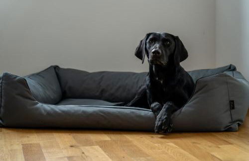 König Albert Residenz nahe BMW , Porsche , DHL und Messe - Foto 30