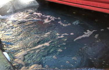 Blackberry Bunkhouse - Foto 21