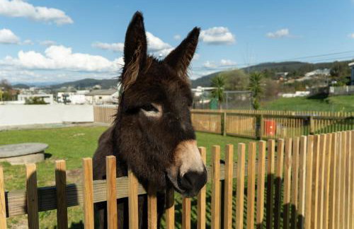 Quintinha de Sá - Foto 28